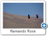 flamands Rose