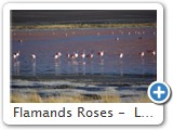 Flamands Roses -  Laguna Colorada