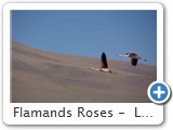 Flamands Roses -  Laguna Colorada